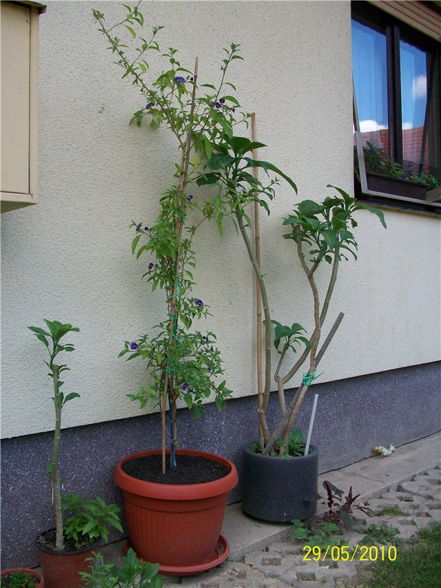 krumpirov grm - lat.Lycianthes rantonnetii, sinonim solanum rantonnetii)